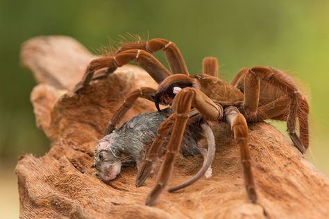 Bird Eating Spider, Giant Huntsman Spider, Camping Life Hacks, Bird Eating, Poisonous Spiders, Huntsman Spider, Wasp Stings, Spider Species, Big Spiders