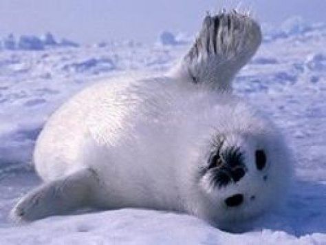 Baby Harp Seal, Harp Seal, Cute Seals, Seal Pup, Baby Seal, 강아지 그림, Cute Animal Pictures, Cute Creatures, Cute Little Animals