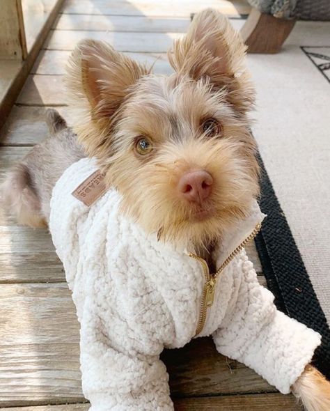 Matching outfits for you + your pup Outfits For Dogs, Boy Dog Clothes, Ideas For Mother's Day, Dog Accesories, Dog And Owner, Dog Outfits, Hipster Dog, Cute Dog Clothes, Dog Club