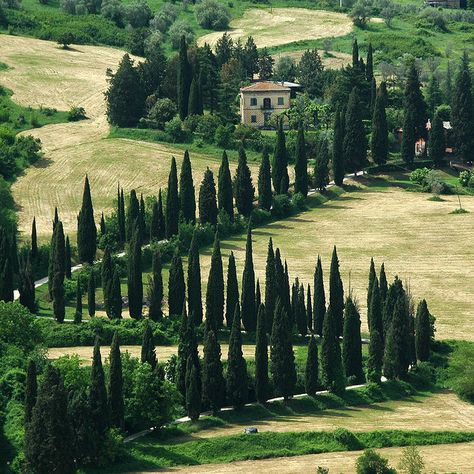 Winding road in the Tuscan countryside lined with Cyprus trees spiraling up to the sky, leads up to an old Italian stone villa. Estate Driveway, Gorgeous Landscapes, Umbria Italy, Under The Tuscan Sun, Emilia Romagna, Tuscany Italy, Rolling Hills, Greenhouses, Umbria