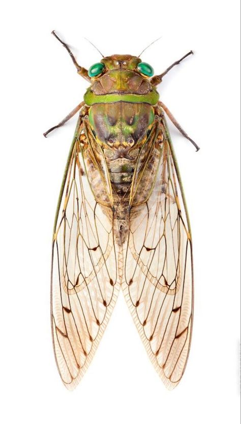 Beatle Photography Insect, Bugs White Background, Cicada Illustration Vintage, Bugs Up Close, Bug Reference Photos, Cicada Reference, Insect Infographic, Beetles Photography, Cool Beetles