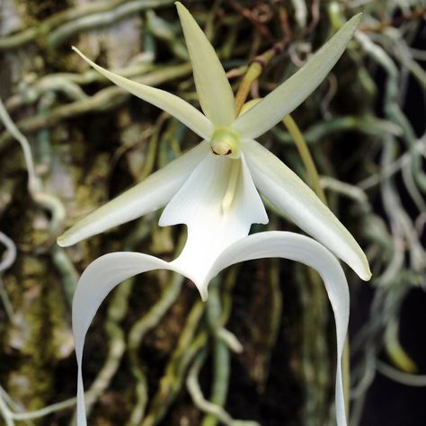 Studying fungi among the Ghost Orchids—the tiny ecosystems of orchid populations Ghost Orchid, Growing Orchids, Rare Birds, Orchid Care, Orchid Plants, Rare Flowers, Beautiful Orchids, A Ghost, Orchid Flower