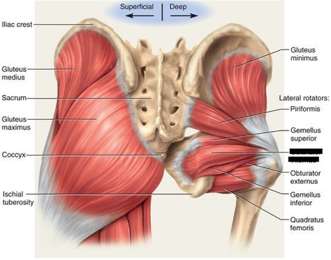 Print Lower Extremity Muscles flashcards | Easy Notecards Greater Trochanteric Pain Syndrome, Hip Impingement, Hyper Extension, Activation Exercises, Glute Activation Exercises, Glute Medius, Hip Exercises, Hamstring Muscles, Piriformis Muscle