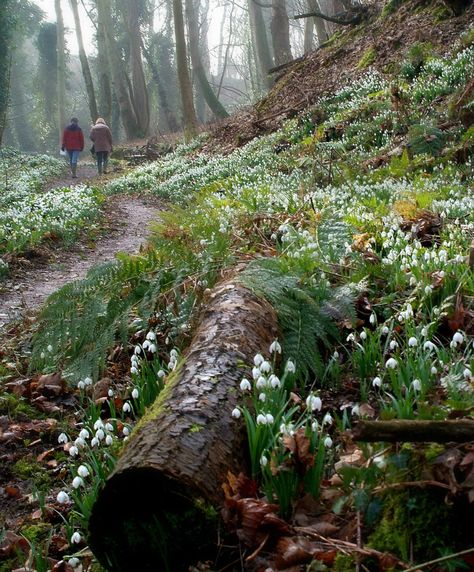 Snowdrops, Cambo, Scotland / Home to a National Collection of Galanthus and one of the best places to admire snowdrops in the UK. Taman Air, Bell Gardens, Forest Garden, Woodland Garden, Forest Floor, Alam Yang Indah, Garden Cottage, Shade Garden, Dream Garden