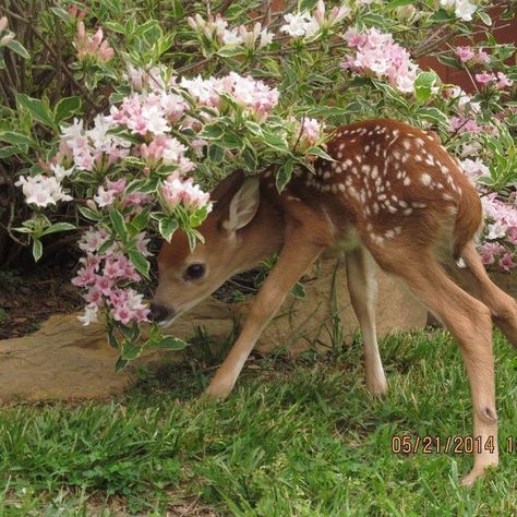 Cottage Core Aesthetic, Baby Deer, The Grass, Nature Aesthetic, Cute Little Animals, 귀여운 동물, Beautiful Creatures, Animals Beautiful, Pink And White