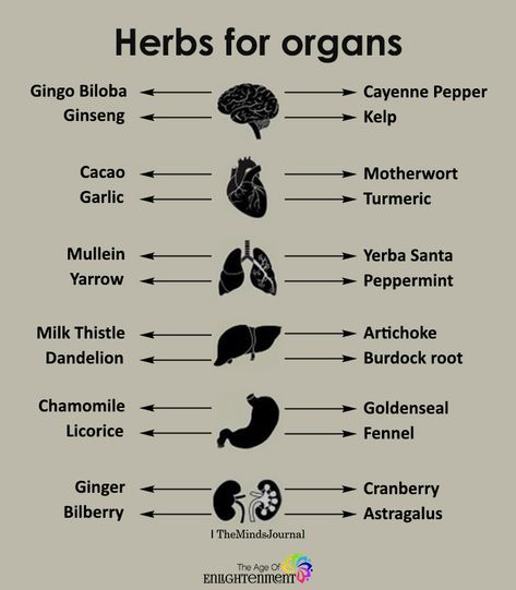 Herbs For Organs #Health Motivasi Diet, Magia Das Ervas, Foods Healthy, Herbs For Health, Healing Herbs, Natural Health Remedies, Food Healthy, Health Info, Health Facts