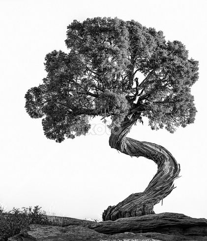 Desert Juniper Juniper Tree Tattoo, Tree Roots Tattoo, Tree Tattoo Meaning, Roots Tattoo, Juniper Tree, Twisted Tree, Tree Tattoo Designs, Tattoo Meaning, Tree Photography