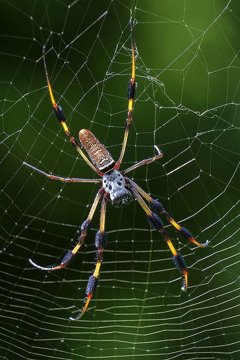 Golden Silk Orb-weaver Spider, Fairchild Tropical Botanic … | Flickr Golden Orb Weaver, Yellow Garden Spider, Beautiful Spiders, Orb Weaver Spider, Grandpa Tattoo, Fairchild Tropical Botanic Garden, Orb Weaver, Garden Spider, Wolf Spider