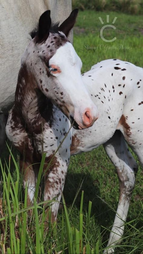 Blue Eyed, Splash White, Leopard Appaloosa Colt - Stableexpress Grulla Horse, Leopard Appaloosa, Horse Markings, Horse Coat Colors, Baby Horse, Rare Horses, Horse Inspiration, Paint Horse, Most Beautiful Horses