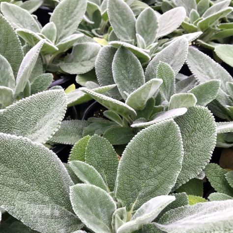 Stachys ‘Helene von Stein’ (Lamb’s Ear) Stachys Helen Von Stein, Lambs Ear Plant, House Inspection, Lamb Ears, Lambs Ears, Stachys Byzantina, Meadow Landscape, Sage Plant, Perennial Grasses