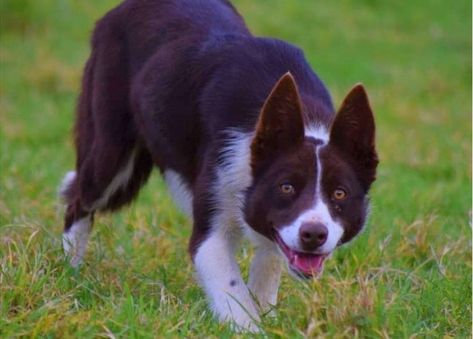 Welsh sheepdog Kim sells for world record £27,100 - BBC News Border Collie Names, Welsh Sheepdog, Beverly Hills Chihuahua, Sheep Dog, Adorable Puppy, Guinness World Records, Snow Dogs, World Record, Chihuahua Dogs