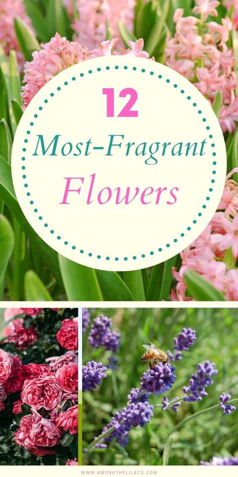 Flowers That Smell Amazing, Strong Scented Flowers, Fragrant Flowers Perennials, Fragrant Garden Plants, Flowers That Smell Good, Scented Garden Ideas, Most Fragrant Flowers, Good Smelling Plants, Fragrant Plants Outdoors