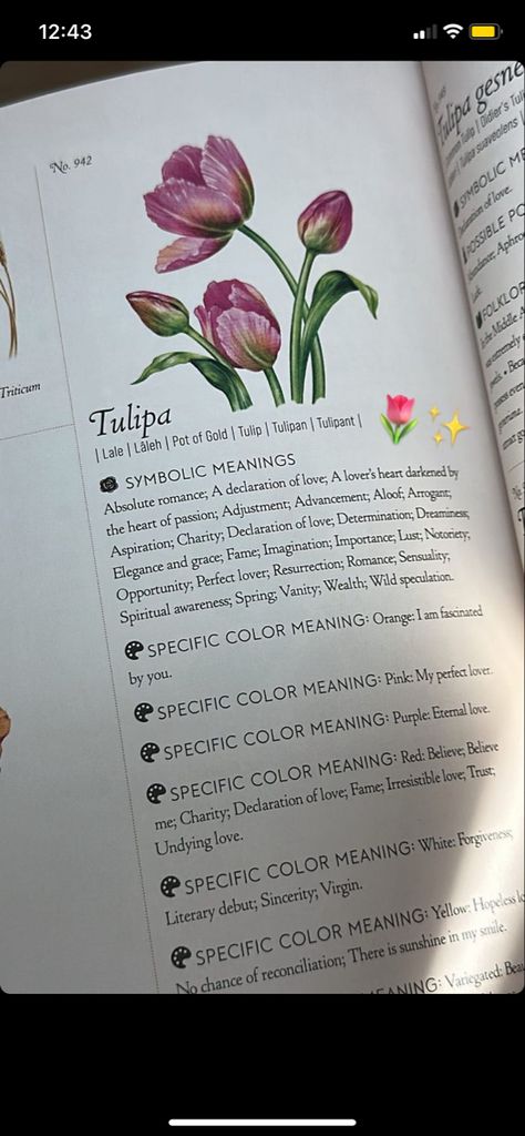 Tulip Meaning, Tulips Meaning, Color Meanings, What Is Meant, Spiritual Meaning, Spiritual Awareness, Pot Of Gold, Tulips, Meant To Be