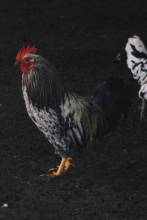 Chicken Asthetic Picture, Farmlife Aesthetic, Rooster Aesthetic, Rooster Aesthetic Wallpaper, Aesthetic Chicken Pictures, Chickens Aesthetic, Rooster Photography, Creepy Farm Aesthetic, Animal Farm Aesthetic Book