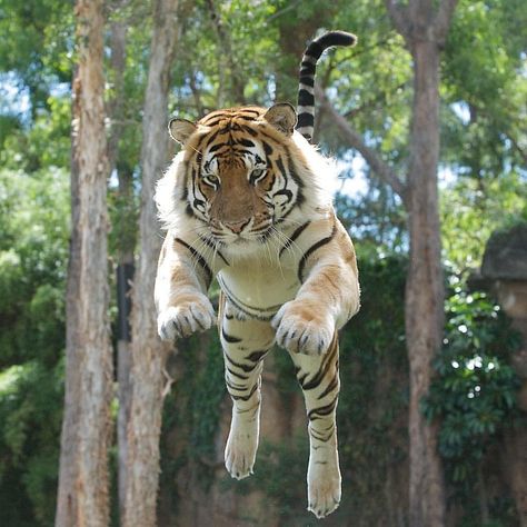 Leaping Tiger. #AmazingAnimals #AmazingTigers #TigersWorld #SaveTigers #RareAnimals #EndangeredTigers Extraordinary Animals, Tiger Photography, Regnul Animal, Tiger Illustration, Tiger Pictures, Kitten Care, Big Animals, Mythical Creature, Tiger Art