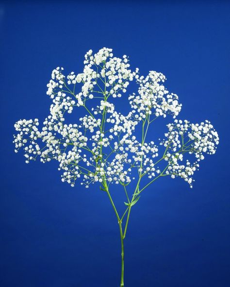 Gypsophila Flower, Breath Flowers, Baby S Breath, 수채화 그림, Baby's Breath, Flower Farm, Flower Field, Cut Flowers, Colorful Flowers