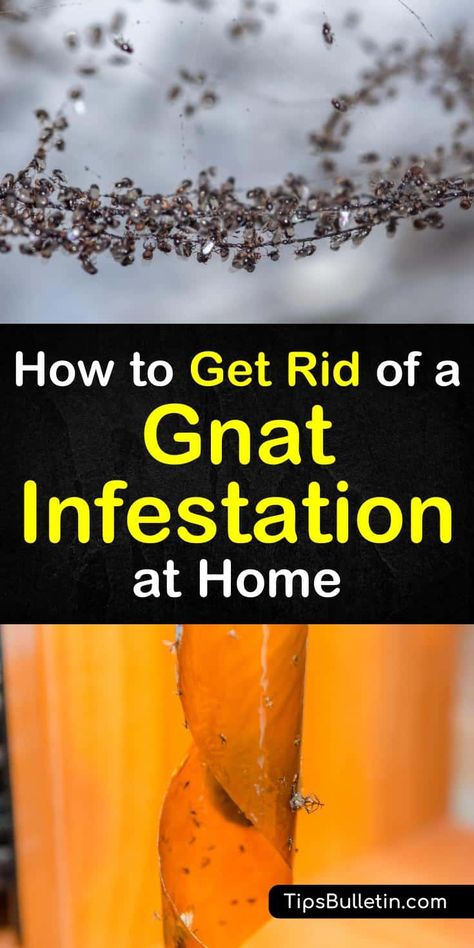 Getting Rid Of Nats, How To Kill Gnats, Gnat Spray, Gnats In House Plants, Fruit Flies In House, Fly Infestation, How To Get Rid Of Gnats, Gnat Traps, Get Rid Of Flies