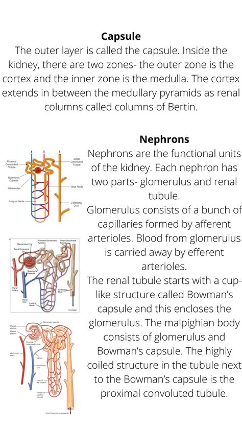 Excretion In Humans Notes, Excretion Biology Notes, Kidney Images, Physiology Notes, Nursing School Studying Cheat Sheets, Med School Study, Bio Notes, Excretory System, Learn Biology