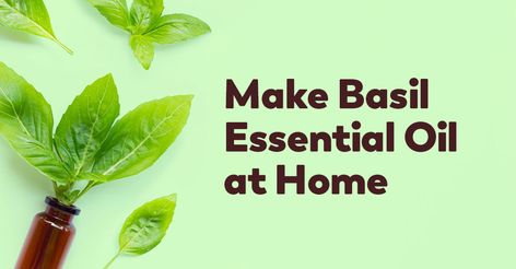 Making Basil Essential Oil at Home Guide - Healthy Concepts with a Nutrition Bias Diy Basil Essential Oil, Medicinal Herbs Recipes, Basil Health Benefits, Essential Oil Extraction, Complementary Medicine, Basil Essential Oil, Basil Oil, Making Essential Oils, Holy Basil