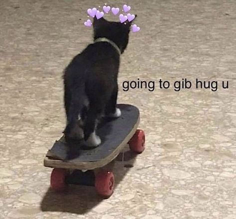 Bf Memes, Gf Memes, Wholesome Pictures, Cute Cat Memes, On The Road Again, Funny Cat Pictures, Cute Memes, Wholesome Memes, Love Memes