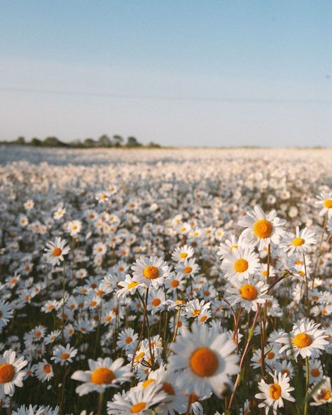 Hannah | This time last year, I will find another field of Daisies again this year because my goodness they’re pretty 😍 | Instagram Nature, Daisy Pictures Flower, Addy Core, Kaitlyn Core, Daisies Aesthetic, Daisies Field, Sabrina Carpenter Album, Field Of Daisies, Daisy Perfume