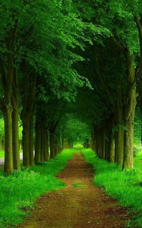 New Nature Wallpaper, Nature Photography Trees, Tree Tunnel, Photoshop Backgrounds Backdrops, Photoshop Digital Background, Beautiful Roads, 수채화 그림, Photo Background Images, Beautiful Landscape Wallpaper