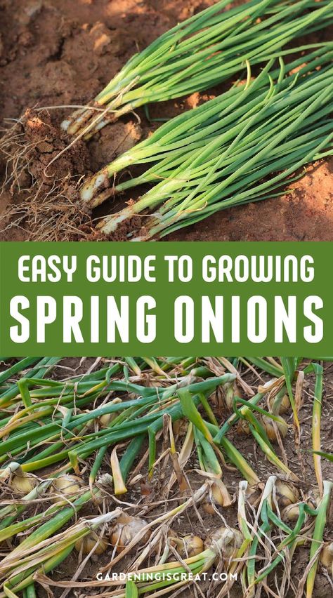 Spring onions, also known as green onions or bunching onions, can be grown almost all year round bar the coldest winter months. When you know how to grow spring onions successfully, you can receive a continuous harvest throughout the year. Learn how to grow this plant and add it to your vegetable garden this season. Planting Green Onions, Onion Companion Planting, Growing Spring Onions, Bunching Onions, Onion Garden, Green Onions Growing, Growing Chives, Grow Your Own Vegetables, Growing Onions