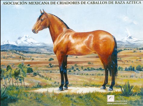 It's Cinco de Mayo! Whether you're someone who actually knows about the Battle of Puebla or someone who is just looking forward to tacos and margaritas, you can still increase your breed knowledge. Take a look at the Azteca. Azteca Horse, Mexican Horse, Quarter Horses For Sale, Horses Beautiful, Horse Ownership, Horse Breeder, Quarter Horses, Types Of Horses, Andalusian Horse