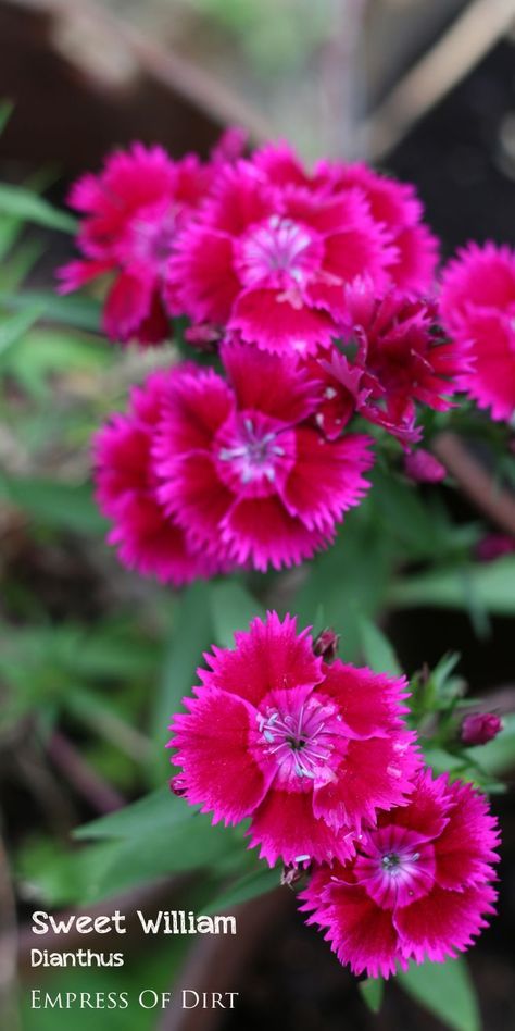 Lots Of Plants, Sweet William, Propagating Plants, Perennial Garden, Flowers Perennials, Spring Blooms, Autumn Garden, Growing Flowers, Flower Beauty