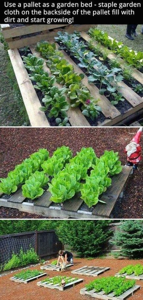 DIY Pallet garden | How to Build a Raised Vegetable Garden Bed | 39+ Simple & Cheap Raised Vegetable Garden Bed Ideas - farmfoodfamily.com Cottage Gardens, Garden Types, Raised Vegetable Garden, Vertical Vegetable Gardens, Vegetable Garden Beds, Garden Bed Ideas, Raised Vegetable Gardens, Vertical Vegetable Garden, Vegetable Garden Raised Beds