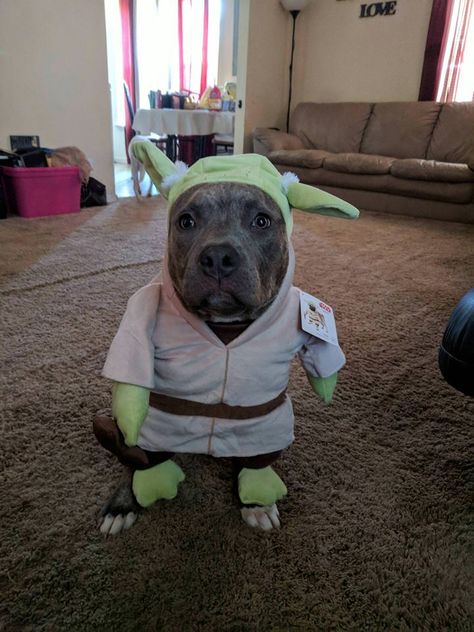 The 70+ Greatest Pit Bull Halloween Costumes EVER | The Paws Yoda Costume, Dog Halloween Costumes, Pitbull Mix, Cat Hat, Dog Costumes, Cute Costumes, American Bully, Pit Bulls, Pitbull Dog