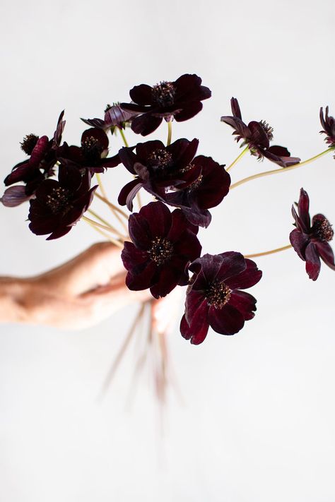 Cosmos - Care Guide & Hand Tie — Philippa Craddock Philippa Craddock, Summer Stem, Chocolate Cosmos, Goth Garden, Early Spring Flowers, Cosmos Flowers, Hand Tied Bouquet, Flower Farmer, Hand Tie