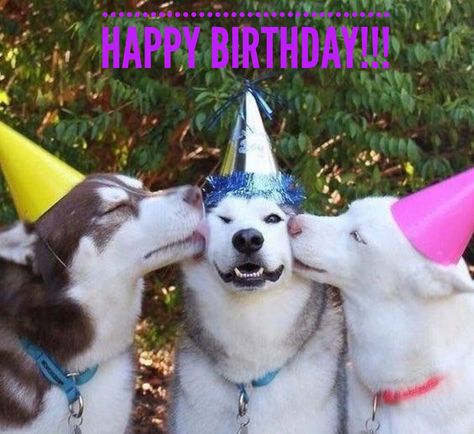 Happy Birthday Smooches Friday Funny Images, Happy Birthday For Him, Funny Happy Birthday Wishes, Dog Ages, Funny Happy Birthday, Dog Years, Birthday For Him, Dog Party, Husky Dogs