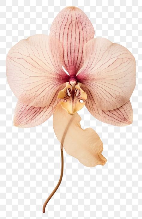 Aesthetic Flower Png, Orchid Png, Peach Orchid, Flower Transparent, Orchid Leaves, Orchid Tattoo, Collage Elements, Red Orchids, Moth Orchid