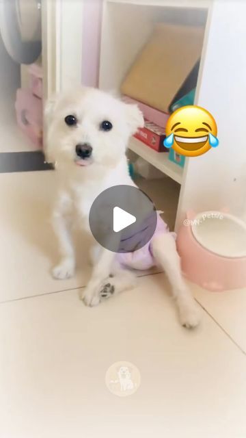 Funniest Dog Videos, Pets Toys, Friends Gif, Hee Hee, Daily Video, Funny Dog Videos, Animal Videos, Till The End, Dog Gifs