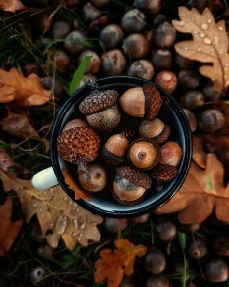 Autumn Magic, Autumn Beauty, Autumn Cozy, Autumn Aesthetic, Fall Photos, Samhain, On The Ground, Autumn Photography, Fall Harvest