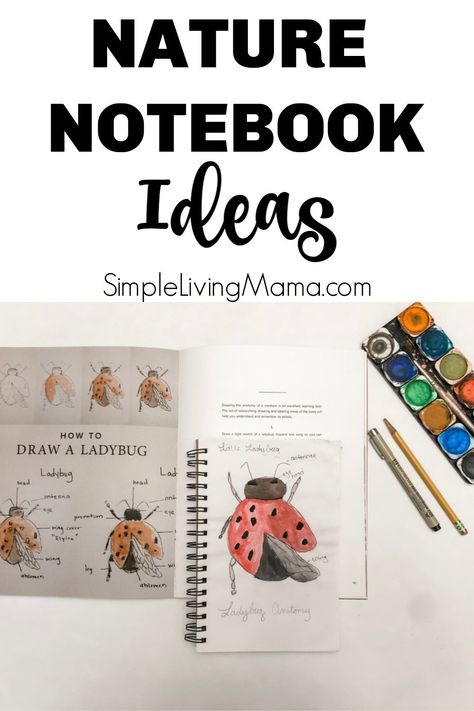 Nature Journal Kids, Nature Journal Ideas, Notebook Idea, Nature Notebook, Journal For Beginners, Drawings With Meaning, Journal Prompts For Kids, Homeschool Nature Study, Journal Nature