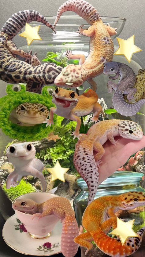 cute gecko collage <3 Leopard Gecko Cute, Leopard Gecko Habitat, Gecko Habitat, Turtle Terrarium, Funny Lizards, Cute Gecko, Cute Lizard, Pretty Snakes, Cute Reptiles