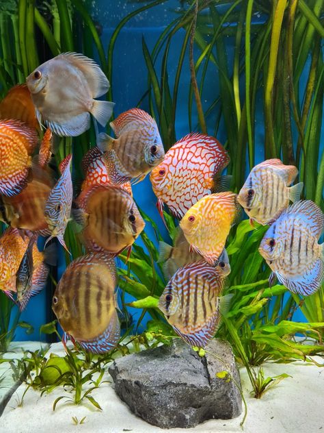 Discus Fish Tank, Ikan Discus, Discus Tank, Discus Aquarium, Fish Keeping, Discus Fish, Aquatic Life, Fish Tanks, Beautiful Fish