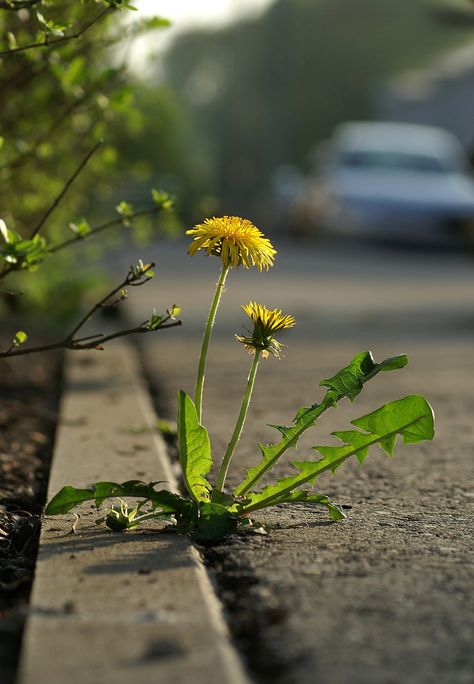 Nature, Sauteed Dandelion Greens Recipe, Dandelion Greens Recipes, Dandelion Pictures, Dandelion Greens, Dandelion Plant, Dandelion Wine, Dandelion Flowers, Dandelion Leaves