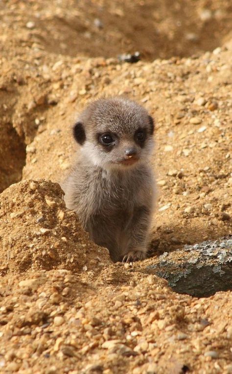 Baby Meerkat, Wild Creatures, Little Critter, Hamsters, Cute Creatures, Sweet Animals, Nature Animals, 귀여운 동물, Cute Funny Animals