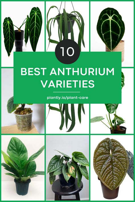 Types Of Anthurium Plants, Anthurium Varieties, Anthurium Plant Care, Rare House Plants, Squash Plant, Anthurium Plant, Anthurium Flower, Plant People, Flamingo Flower