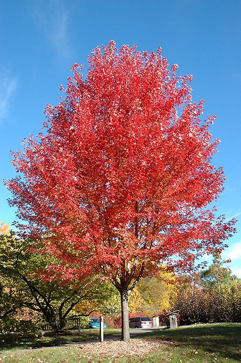 Autumn Blaze Maple, Landscape Nursery, Street Trees, Farm Nursery, Fast Growing Trees, Shade Trees, Maple Tree, Fall Plants, Deciduous Trees