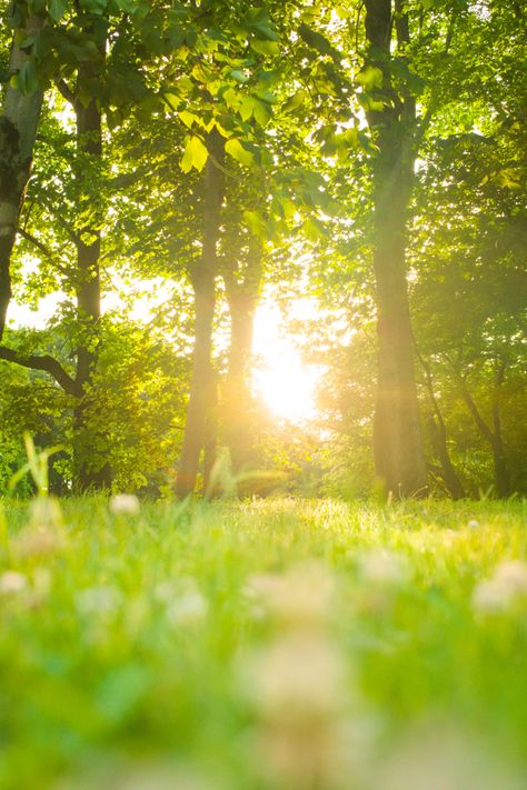 Forest | Sunrise #trees #forest #sunrise #nature Forest Sunrise, Morning Forest, Good Morning Sun, Sunrise Nature, Dslr Background, Trees Forest, Sunset Background, Morning Sunrise, Dslr Background Images