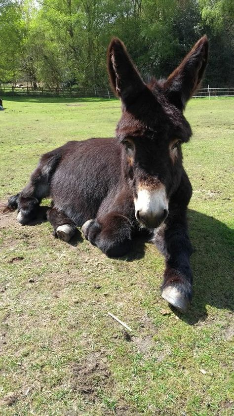 Baby Donkey, Mini Donkey, Miniature Donkey, Cute Donkey, Amazing Animal Pictures, A Donkey, Weird Animals, Sweet Animals, Zebras