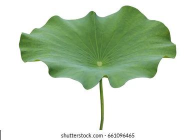 Bionic Design, Chinese Folk Art, Lotus Tea, Lily Lotus, Garden Of Earthly Delights, Leaf Images, Lotus Leaves, Lotus Leaf, Water Lily