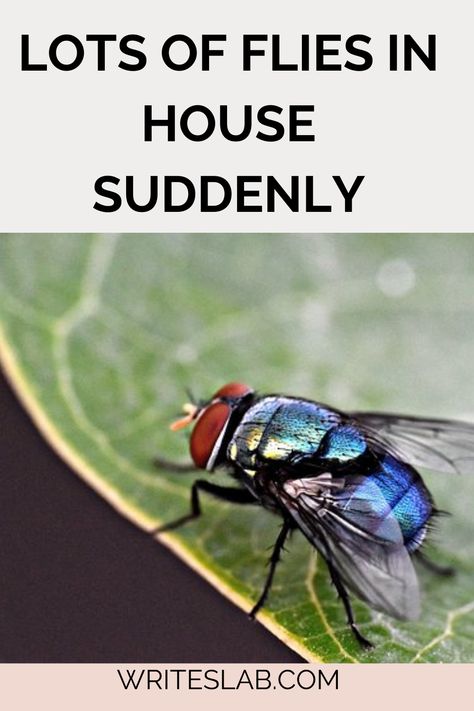 LOTS OF FLIES IN HOUSE SUDDENLY House Flies How To Get Rid, Get Rid Of Flies In House, Flies In House Get Rid Of, How To Get Rid Of Flies In The House, How To Get Rid Of Flies, Killing Flies, Fly Infestation, Get Rid Of Flies, Fly Girls