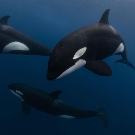 Cool Sea Creatures, Orcinus Orca, Sea Mammal, Beautiful Sea Creatures, Water Animals, Orca Whales, Killer Whale, Aquatic Animals, Great White Shark