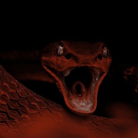 serpent, snake, reptile, wildlife, scary, animal, tongue, creepy, python, toxicant, danger, fear, feather boa, dark, viper Sendai, Separation Spell, Break Up Spell, Revenge Spell, Daena Targaryen, Break Up Spells, Revenge Spells, Arte Grunge, Dark Magic