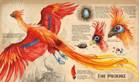 The phoenix is a large swan-sized scarlet bird with red and gold plumage, along with a golden beak and talons, black eyes, and a tail as… Harry Potter Creatures, Phoenix Harry Potter, Harry Potter Dumbledore, Film Harry Potter, Phoenix Artwork, Art Harry Potter, The Chamber Of Secrets, Harry Potter Illustrations, Theme Harry Potter